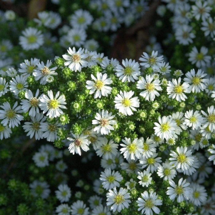 Вересковая астра многолетняя