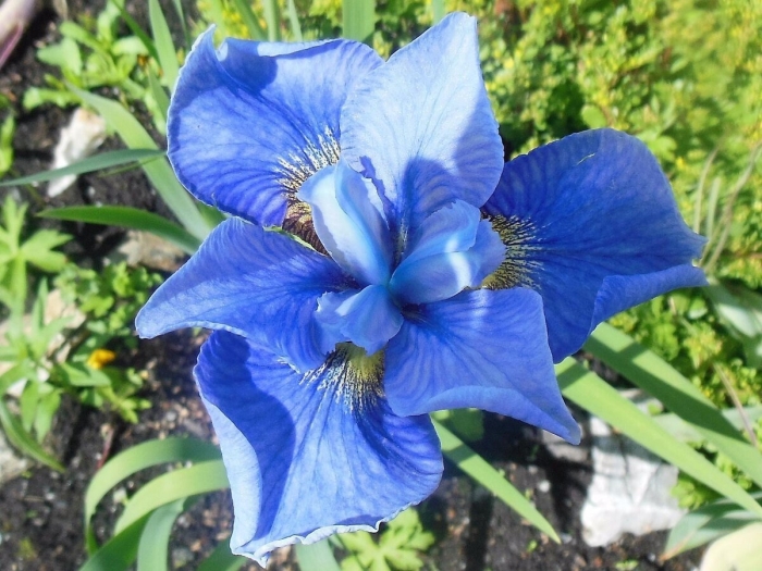 Ирис сибирский болотный голубой