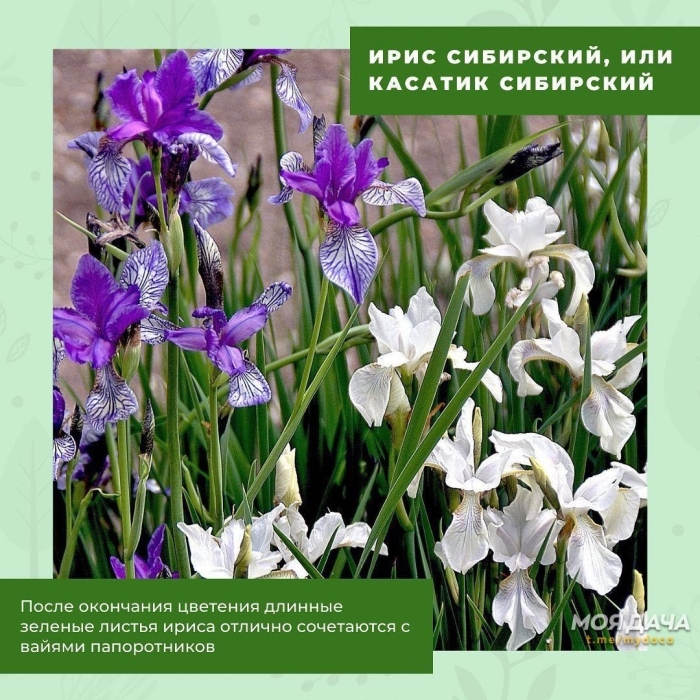 Ирис сибирский касатик красная книга