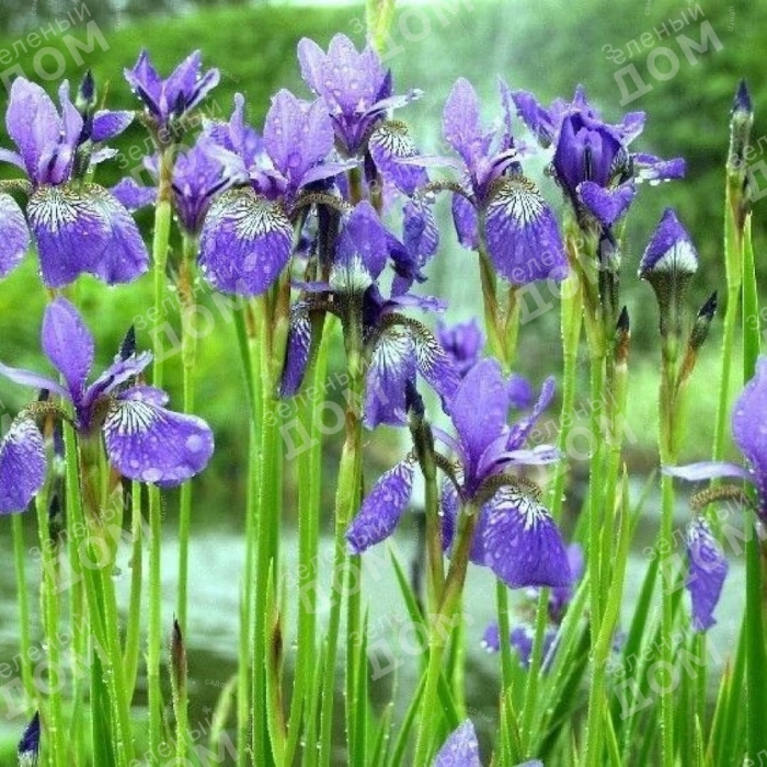Ирис сибирский блю кинг