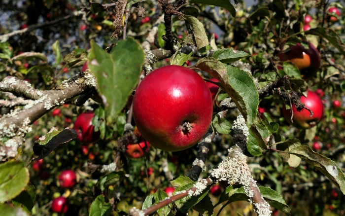 Яблоня плодовая