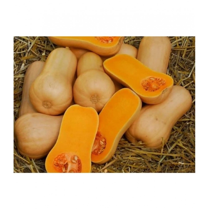 Тыква плуто f1