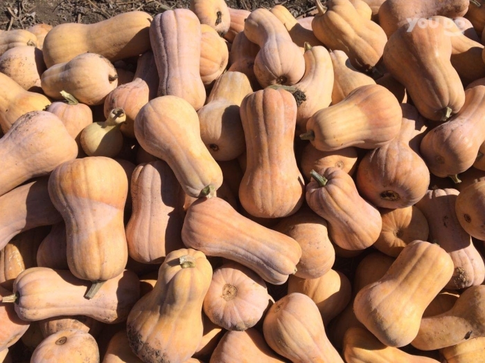 Тыква сорт матильда