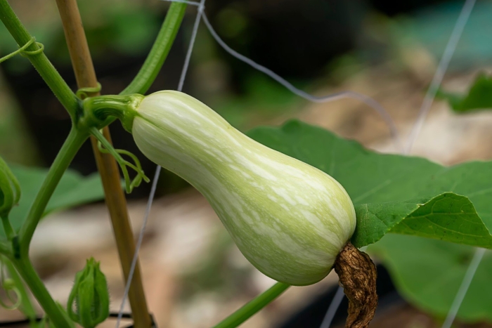 Кабачок белый