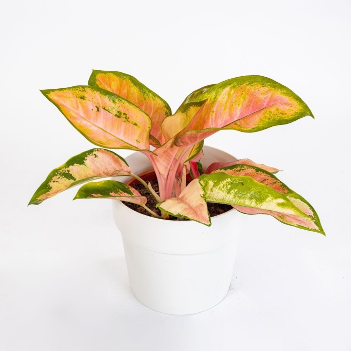 Аглаонема пинк стар