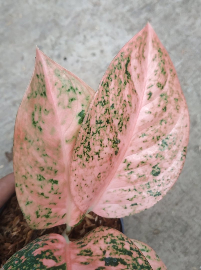 Аглаонема оранж стардаст