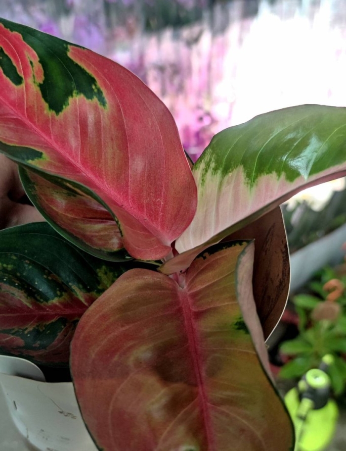 Комнатное растение аглаонема