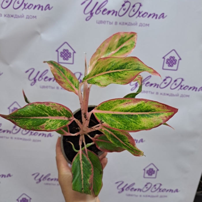 Аглаонема сильвер сплеш