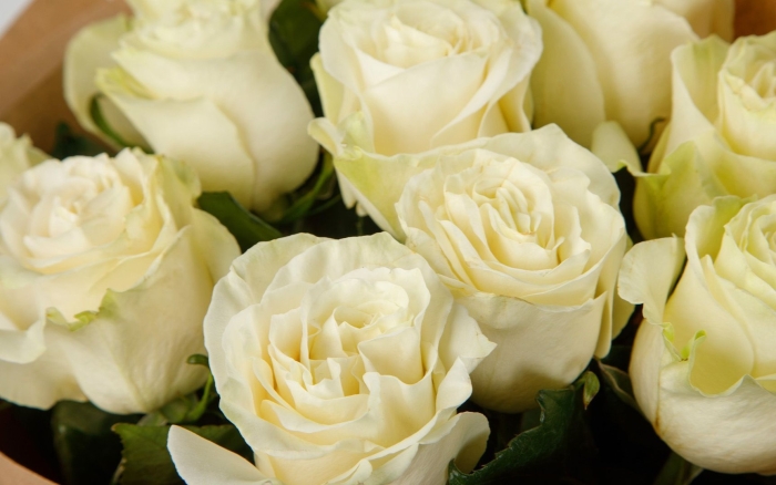 Сорт роз мондиаль