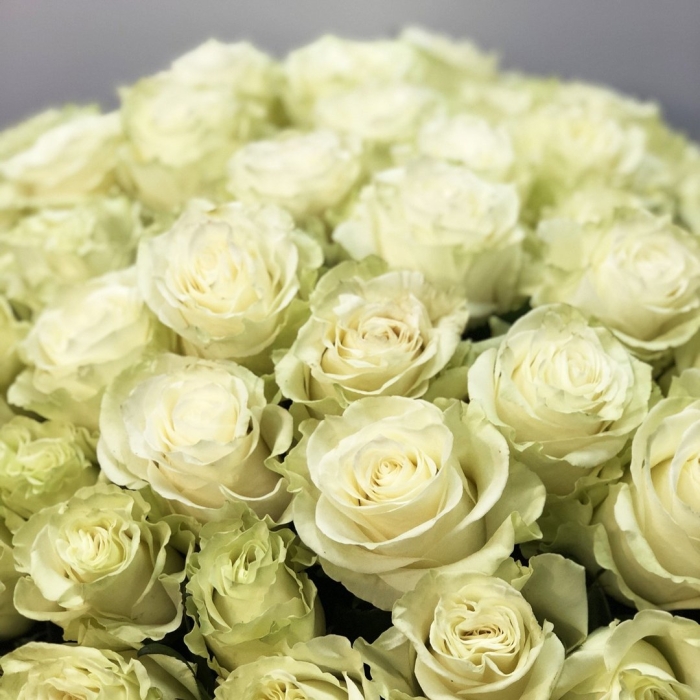 Роза эквадор мондиаль