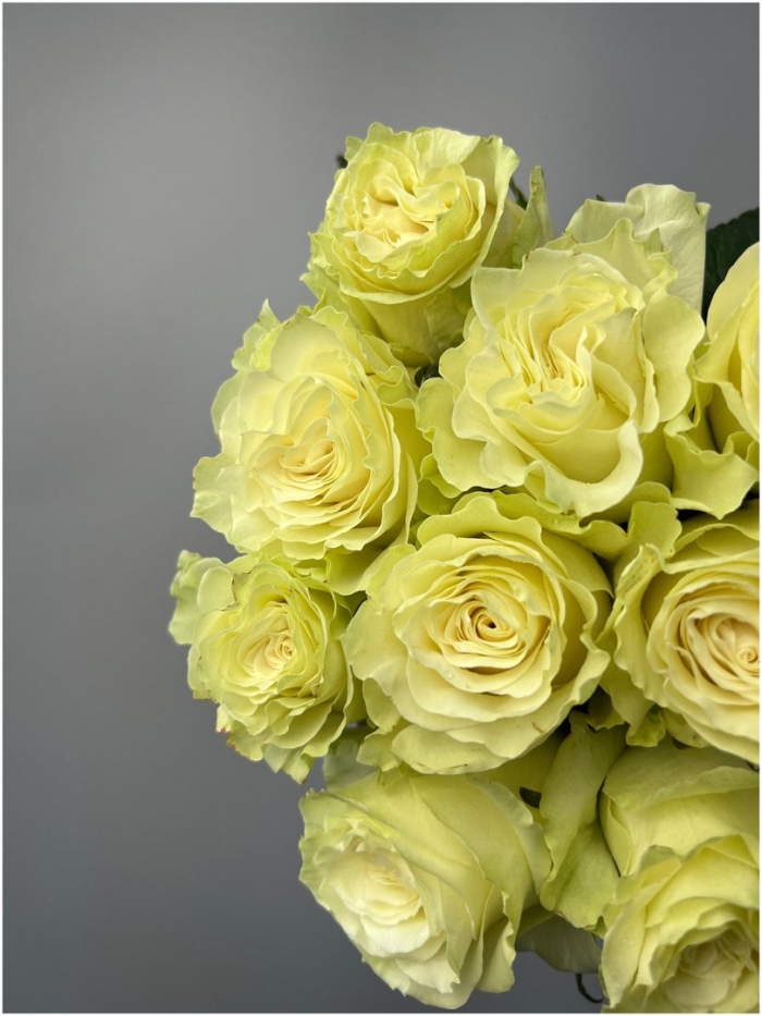 Роза мондиаль белая