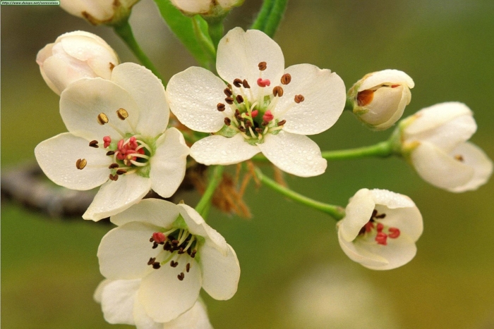 Цветковое растение