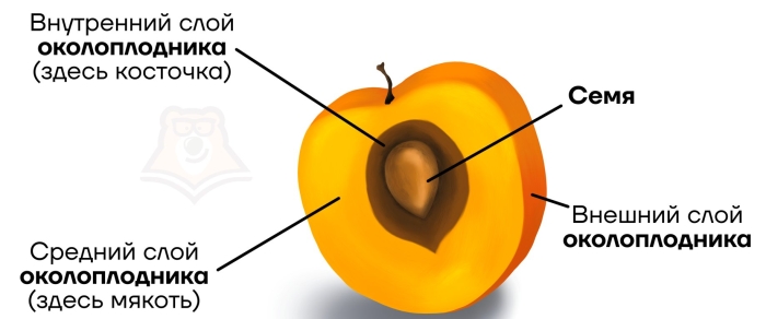 Плодоножка околоплодник семя персика