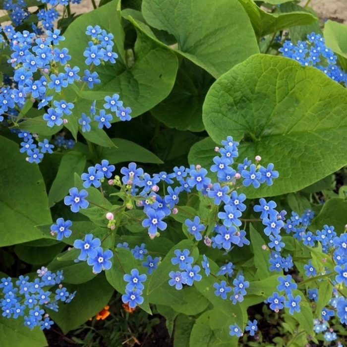 Бруннера сибирская незабудочник