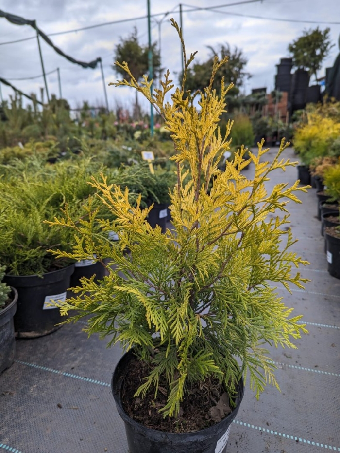 Туя западная golden brabant