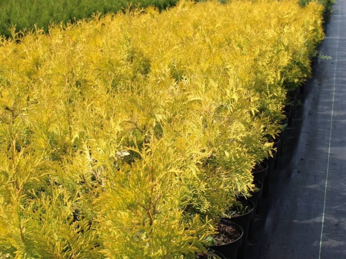 Туя западная еллоу риббон