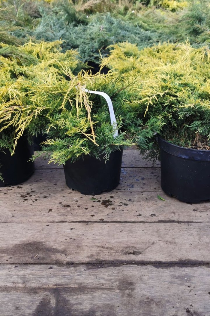 Juniperus yellow sapphire