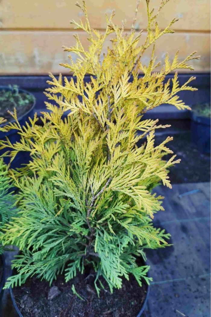 Туя еллоу риббон