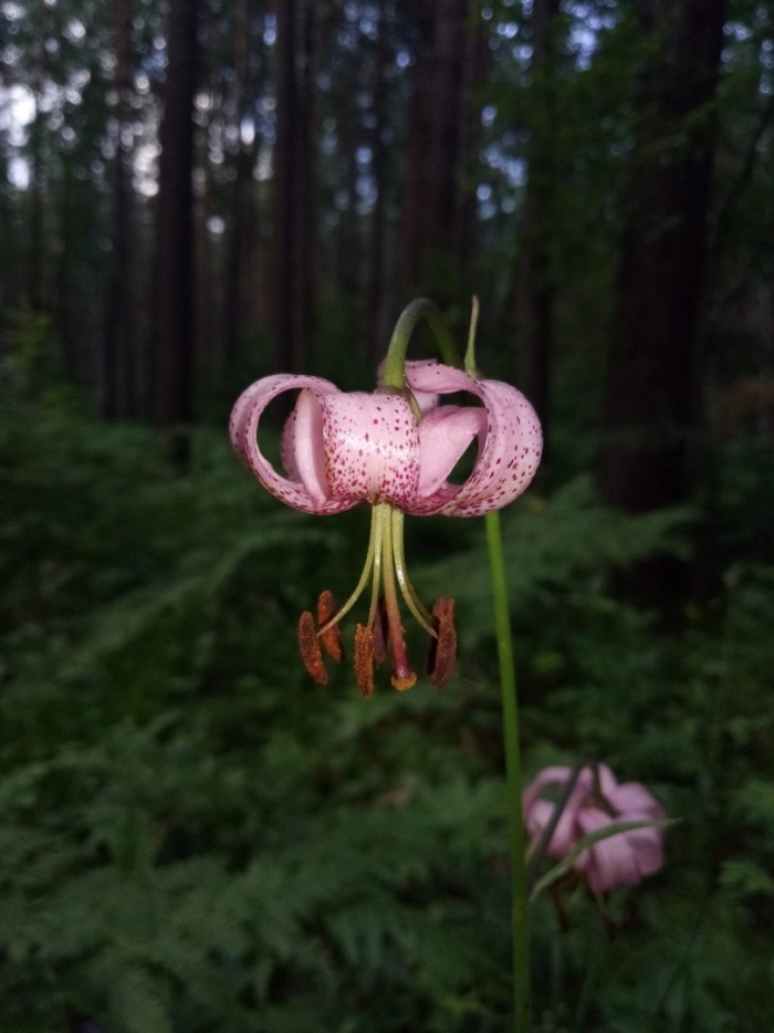 Лесная лилия саранка