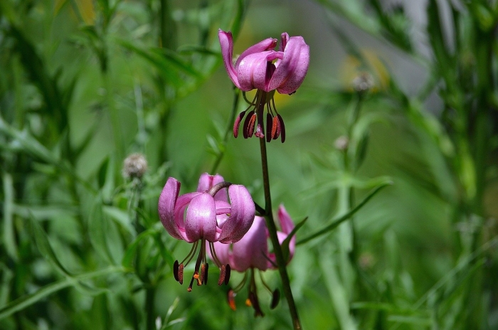 Лилия саранка