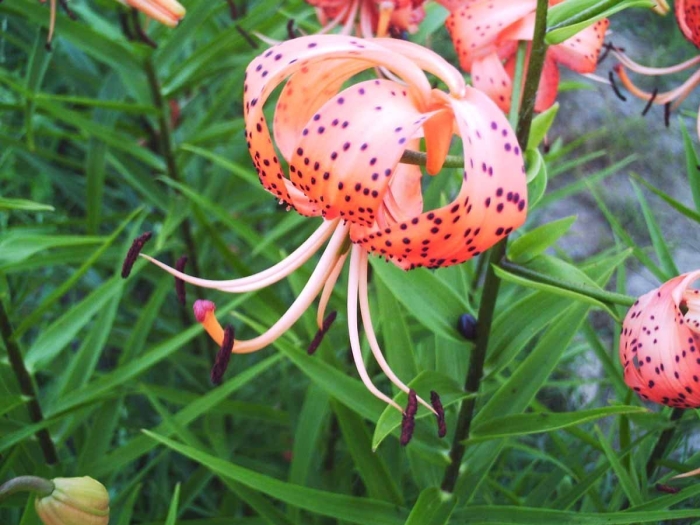 Лилия саранка сибирская