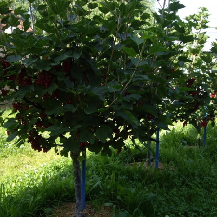 Штамбовая черная смородина