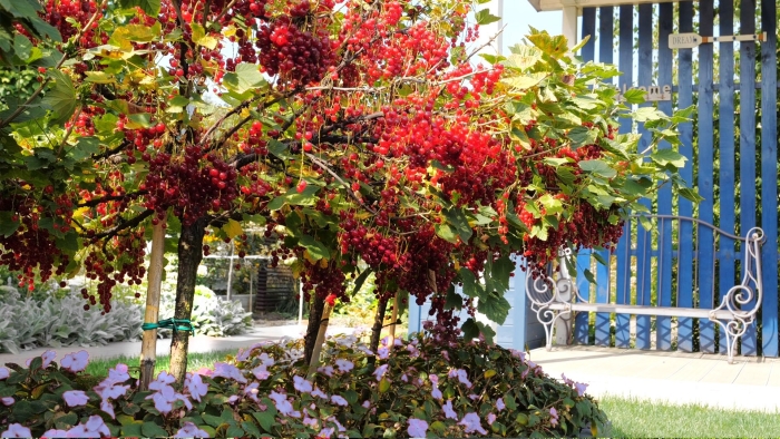 Штамбовая красная смородина