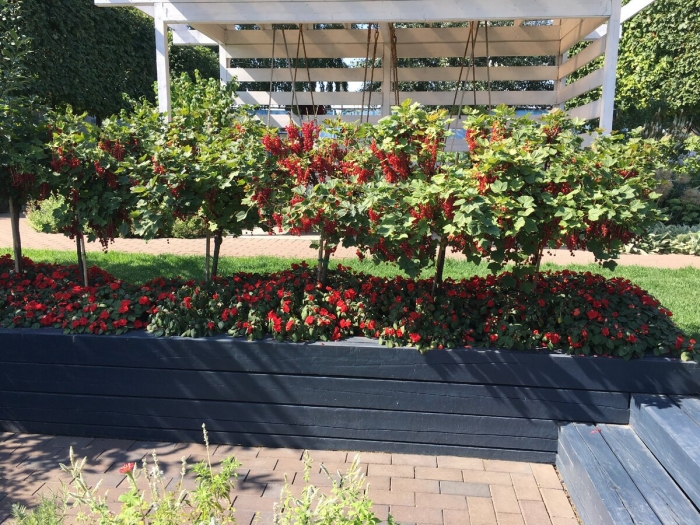 Штамбовая смородина