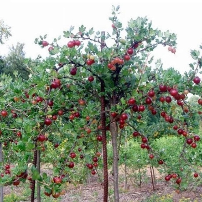 Штамбовый крыжовник