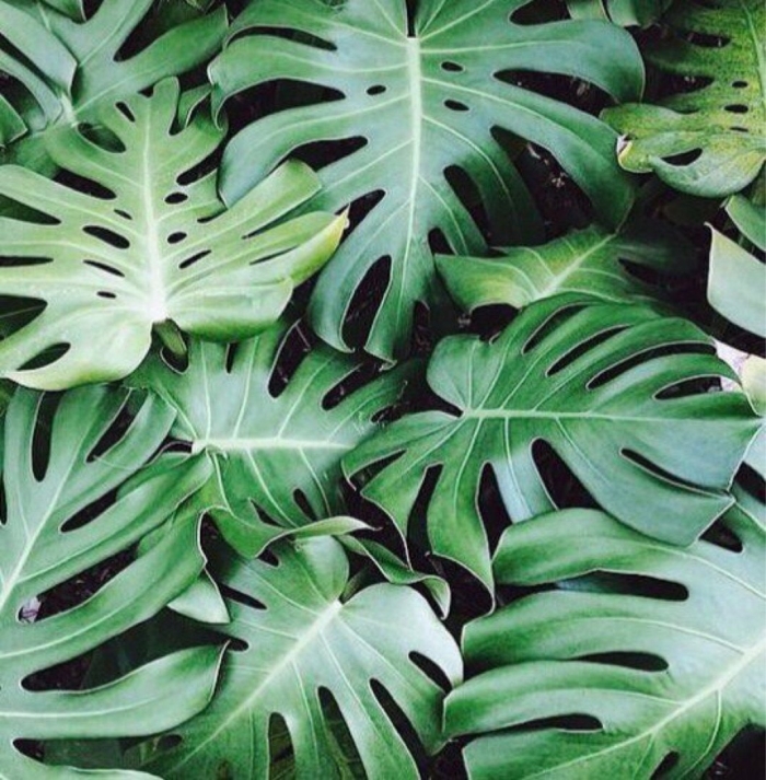 Лист монстера