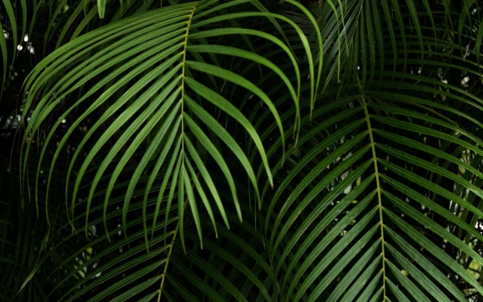 Пальма лист