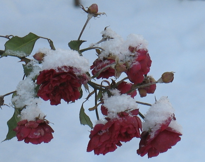 Замерзшая роза