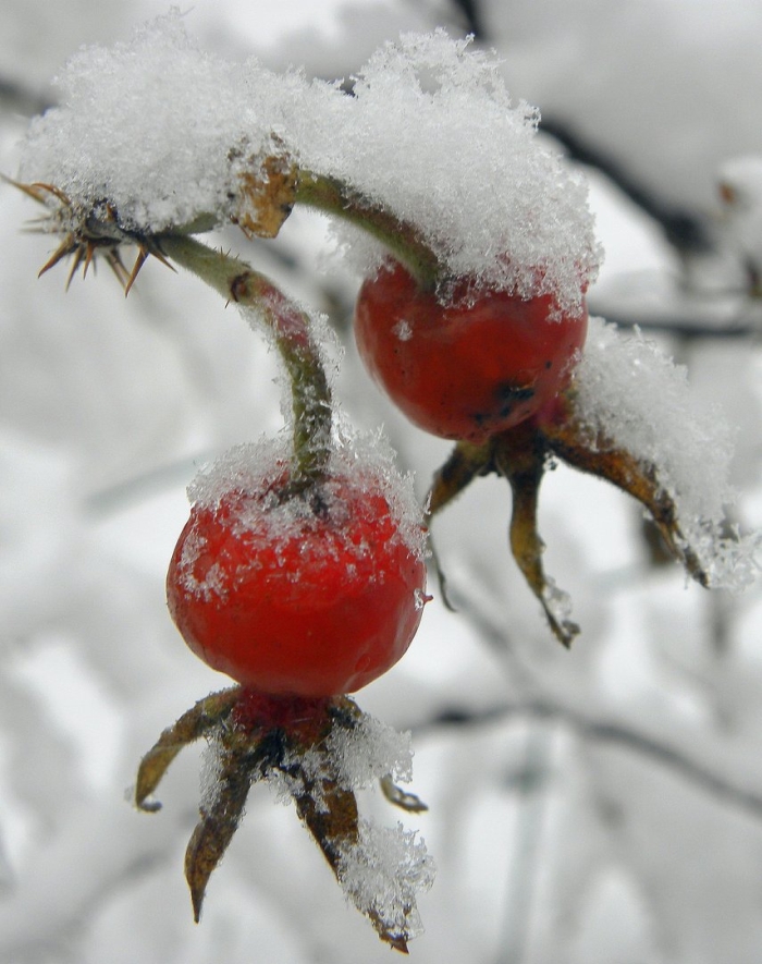 Шиповник куст зима
