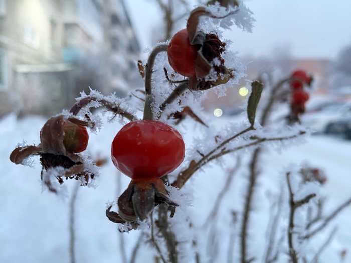 Шиповник зимой