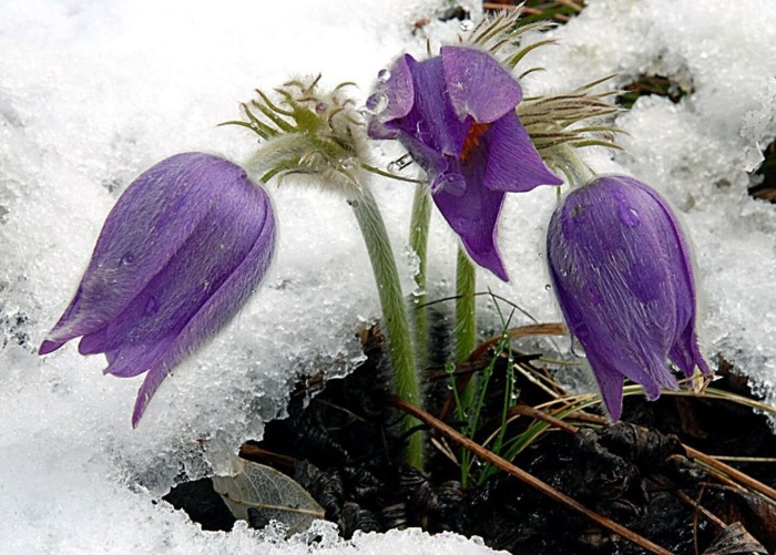 Подснежник сибирский прострел