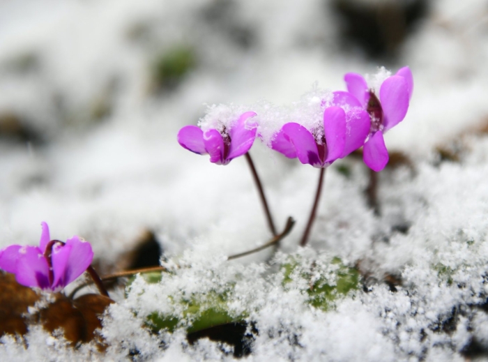 Цикламен кавказский
