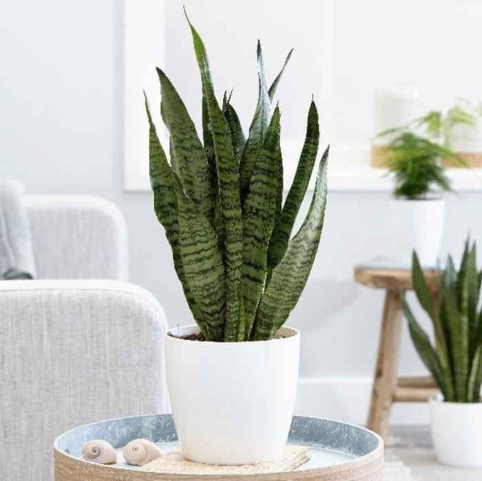 Сансевьера сансевиерия трехполосная