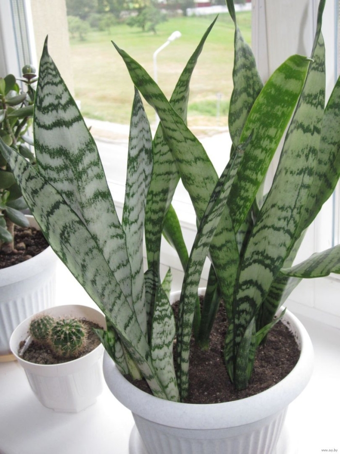 Сансивьерия «щучий хвост»