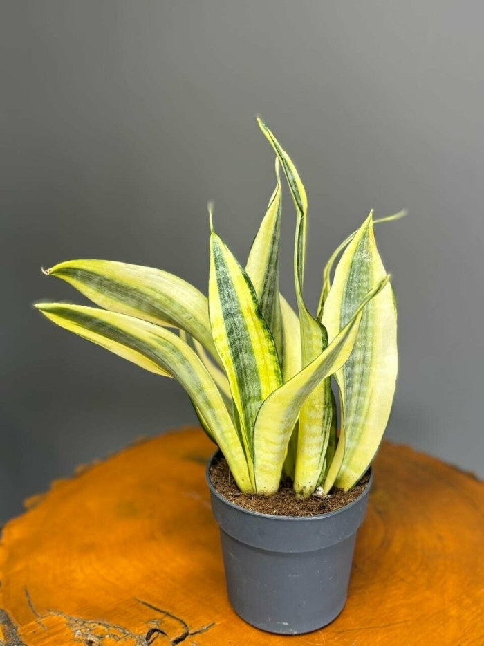 Сансевиерия футура суперба