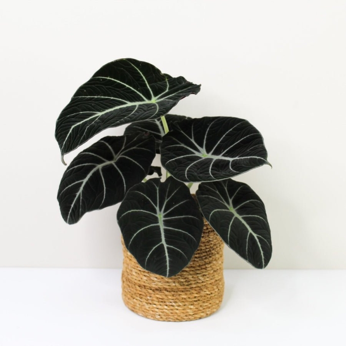 Алоказия black velvet