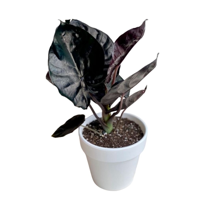 Алоказия блэк мэджик