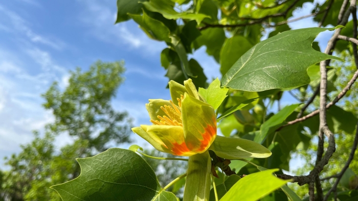 Лириодендрон тюльпановый