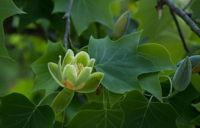 Liriodendron tulipifera