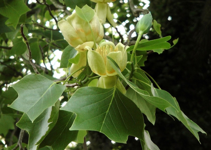 Liriodendron tulipifera тюльпановое дерево
