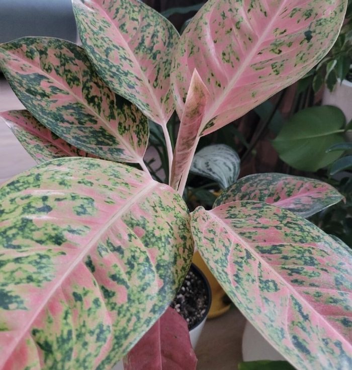 Аглаонема сорт баттерфляй