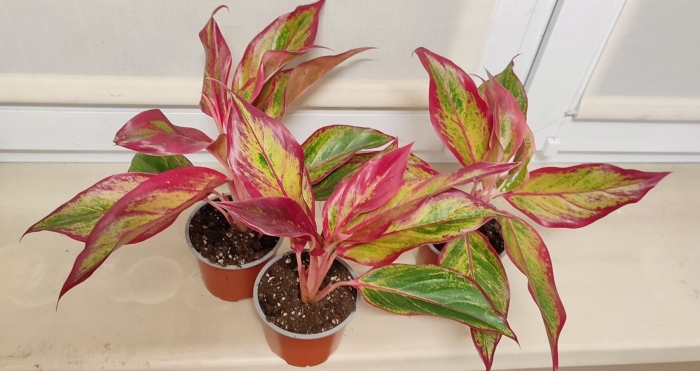 Аглаонема крит флейм