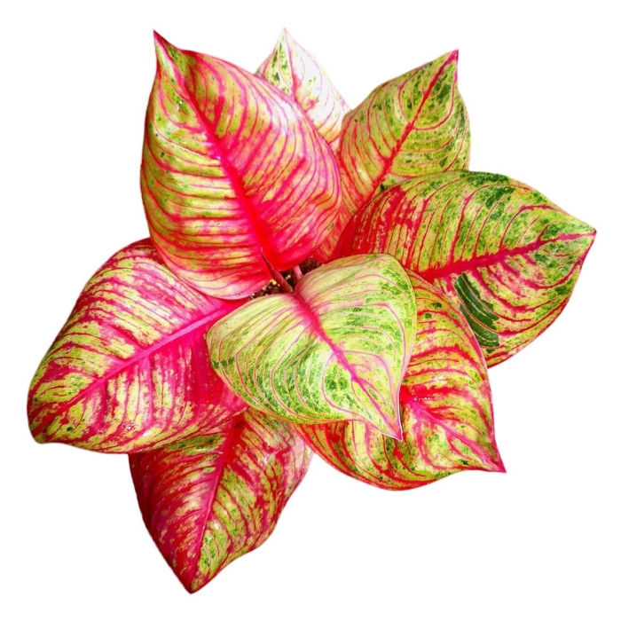 Аглаонема чатра монгол