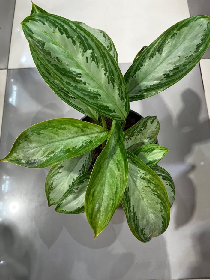 Аглаонема сильвер бэй