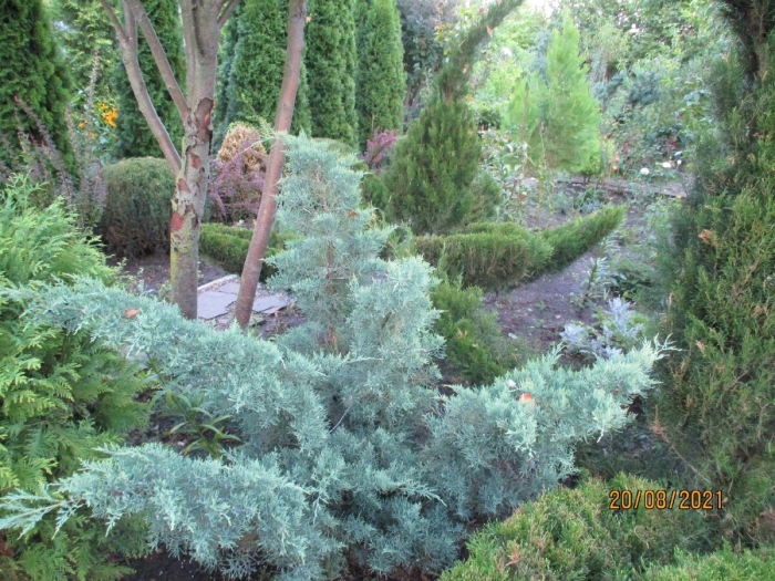 Можжевельник виргинский грей