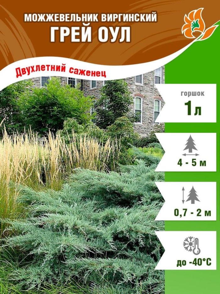 Можжевельник виргинский грей оул
